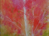 Birch Trees