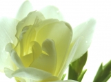 Freesia Bloom